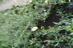 Erigeron karvinskianus